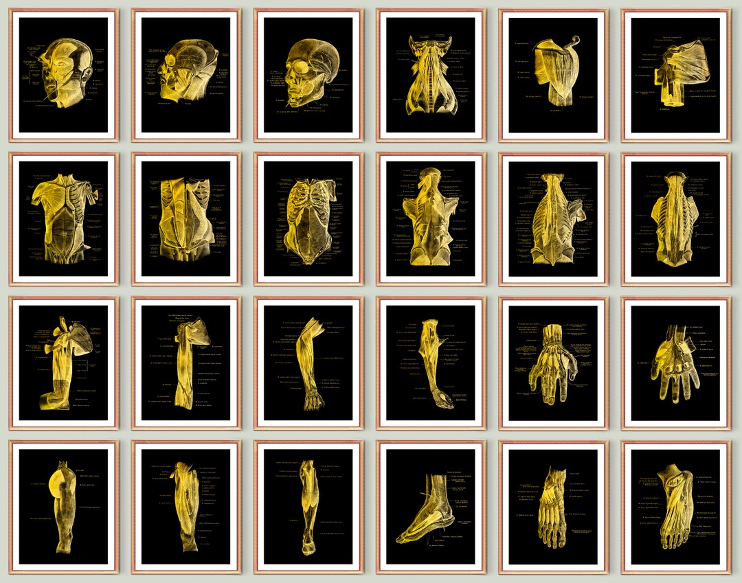 24 Gold Black Anatomy Art Muscular System Labeled Poster Anatomy Chart ...