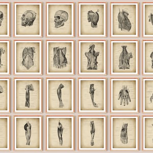 Vintage Anatomical Poster Set 24 Musculoskeletal System Diagram Muscular System Skeletal System Anatomy Wall Decor Anatomy Education Art