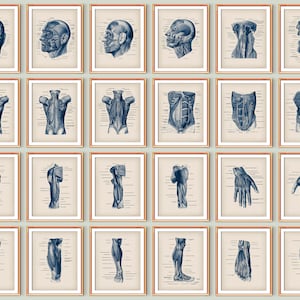 24 Human Anatomy Diagram Art Muscular Systems Labeled Anatomy Chart Medical Art Doctor Office Decor Human Body Structure Teaching Art