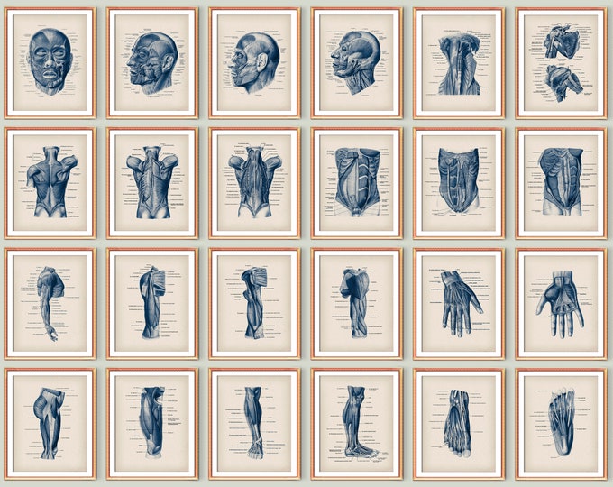 Muscle Anatomy Charts | Human Body Posters | Bodybuilding Posters ...