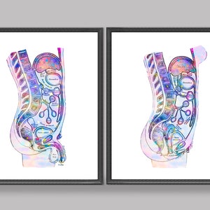 Abdomen Organs Anatomy Poster Internal Organs Art Watercolor Anatomy Art Medical Decor Clinic Wall Art Doctor Office Gift Med School Decor