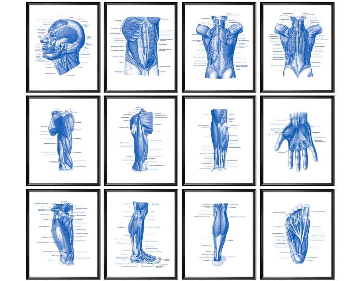 12 Human Muscles Anatomical Drawings Medical Art Poster Muscular System ...
