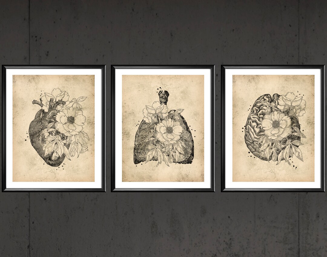 3 Vintage Anatomy Art Medical Art Floral Heart Lungs Brain Clinic Wall ...