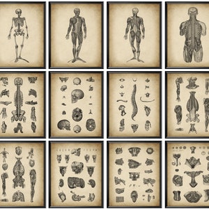 12 Vintage Human Anatomy and Physiology Drawing Medical Art Anatomical Systems Diagram Muscular System Skeletal System Posters Doctor Gift