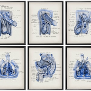 Vintage Male Anatomy Print Set of 6  Medical Art Male Reproductive System Diagram Urinary System Andrology Art Urologist Gift Doctor Gift