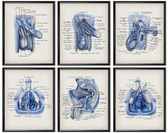 Vintage Male Anatomy Print Set of 6  Medical Art Male Reproductive System Diagram Urinary System Andrology Art Urologist Gift Doctor Gift