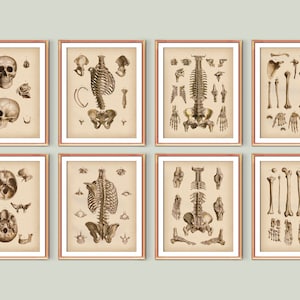 8 Human Skeletal Bones Vintage Posters Skeleton Structure Diagram Chiropractic Anatomy Art Orthopedic Surgeon Gift Clinic Wall Art