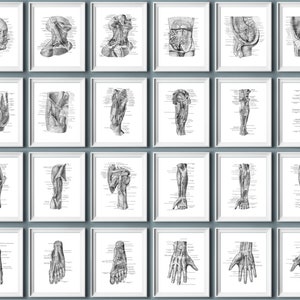 Set 24 Cardiovascular System Anatomy Poster Human Anatomy Art Circulatory System Education Medical Decor Cardiologist Gift Surgeon Gift
