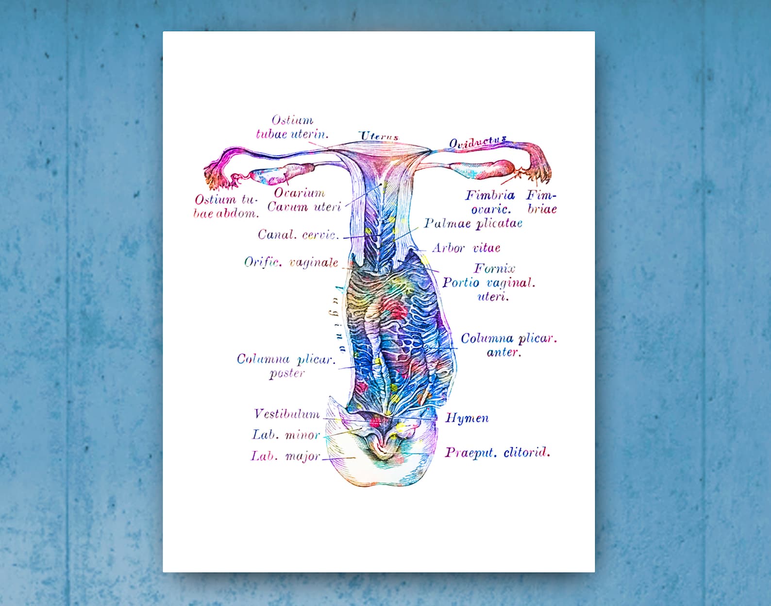 Uterus Anatomy Poster Female Reproductive System OBGYN - Etsy