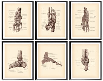 Può includere: Sei illustrazioni anatomiche vintage del piede e della caviglia umani. Ogni illustrazione mostra le ossa e i legamenti del piede e della caviglia in dettaglio. Le illustrazioni sono in bianco e nero e hanno un tono seppia.