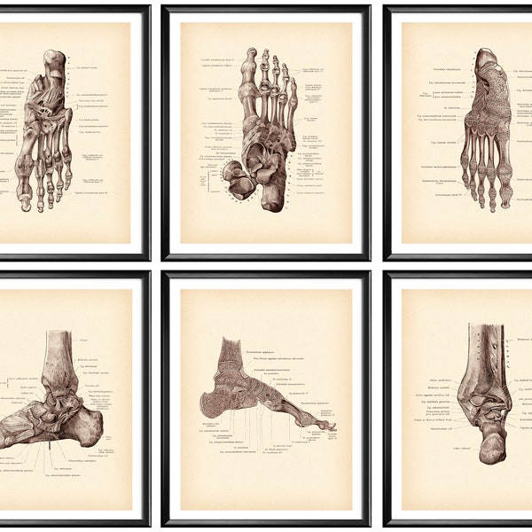 Anatomical Human Foot Posters, Vintage Anatomy Art, Podiatry Art, Antique Foot Bones Structure, Orthopedist Gift, Podiatrist Gift, Medicine