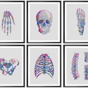 6 Watercolor Anatomy Art Human Skeleton Medical Artwork Skull Pelvis Spine Rib Cage Hand Foot Bones Doctor Office Decor Surgeon Gift