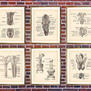 6 Comparative Anatomy Posters Male Anatomy Female Anatomy Art Reproductive System Diagram Medical Art Physiology Art Clinic Wall Decor