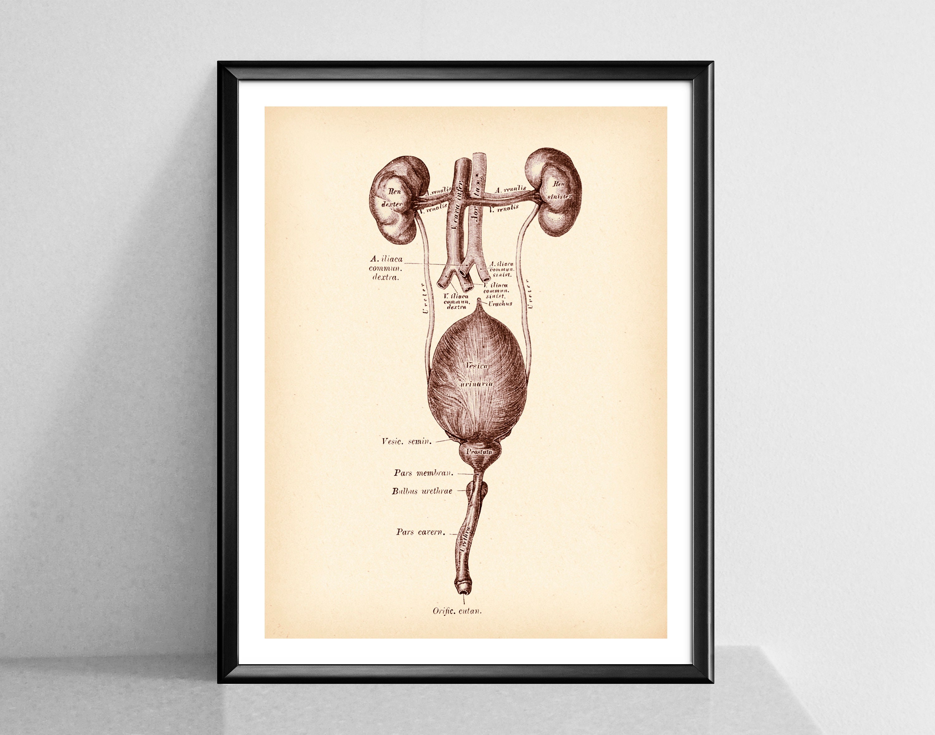 Urinary System Anatomy Print Anatomical Kidney Poster Vintage Medical ...