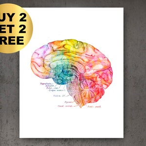 Anatomical Brain Watercolor Print, Neurology Art, Medical Art, Human Anatomy Poster, Neurologist Gift, Psychiatrist Gift, Neurosurgery Art