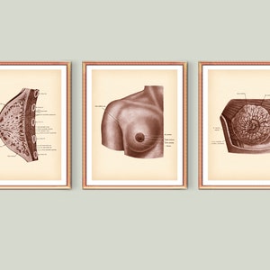 Mammologist Gift, Doctor Office Decor, Female Breast Anatomy Poster, Medical Art, Human Physiology, Doctor Gift, Clinic Wall Art