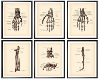 6 Anatomical Human Hand Art, Vintage Anatomy Art, Skeletal Bones Art, Chiropractic Poster, Orthopedist Gift, Doctor Gift, Medicine Print