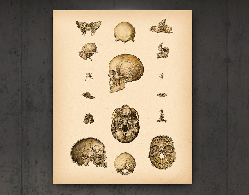 4 Human Skeleton Anatomy Art Vintage Medical Decor Skull Art Skeletal ...