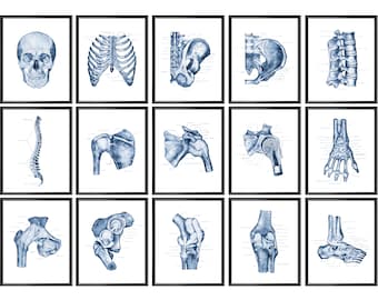 15 posters med skelettanatomi, artrologikonst, ledens anatomi, benens koppling, mänskliga benleder, ledertyper, kiropraktorpresent