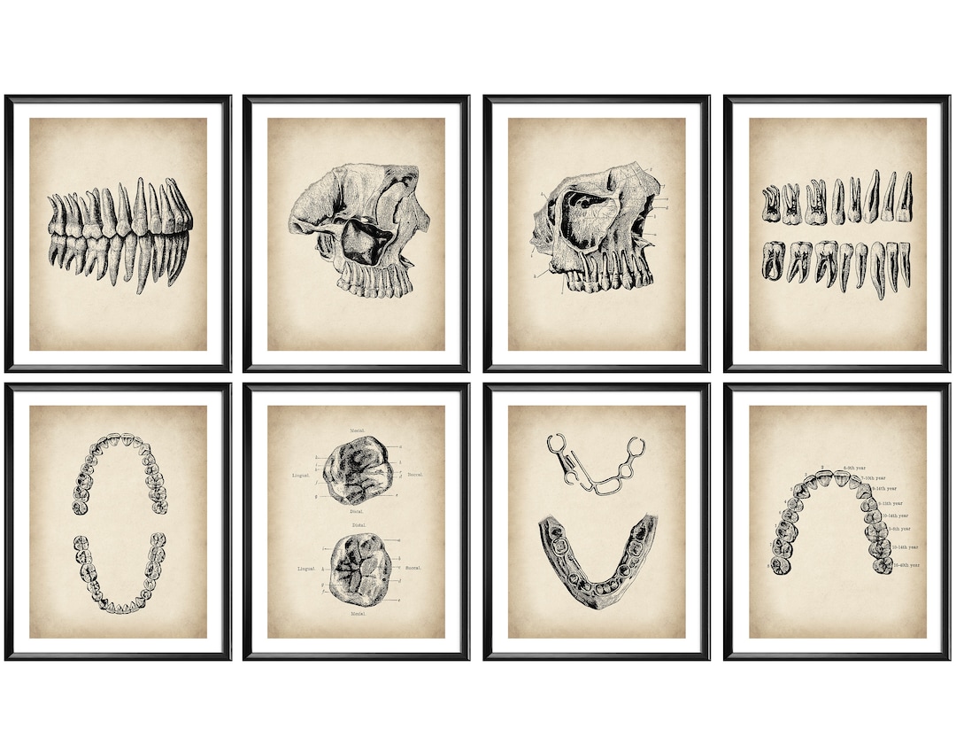 8 Dentistry Art Dental Anatomy Posters Dentist Gift Orthodontist Office
