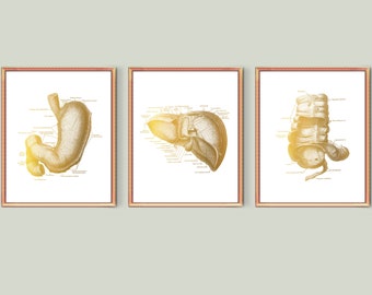 Digestive System Organs Art Poster Gold Anatomy Art Anatomical Stomach Liver Appendix Art Gastroenterologist Office Art Surgeon Gift Idea