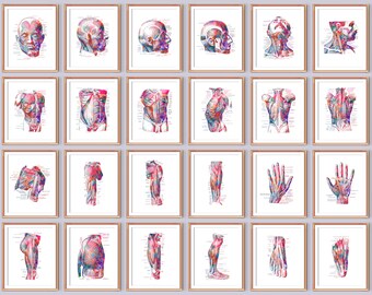 24 Människans anatomi och fysiologi konst Muskuloskeletala systemet Poster Fysioterapi Konst Medicinsk Konst Läkare Gåva Massageterapi Väggkonst
