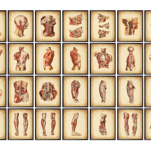 28 Antique Human Body Anatomy Posters Vintage Medical Illustrations Muscular System Drawing Physical Therapy Decor Surgical Anatomy Poster