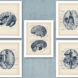Human Brain Anatomy Poster Set Vintage Neurology Art Medical Art Science Art Doctor Gift Neurologist Gift Psychologist Office Decor