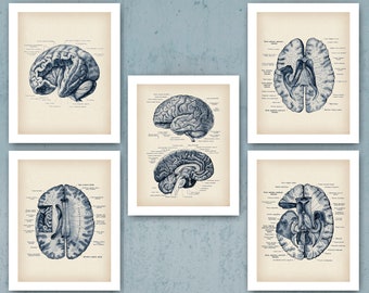 Neurology Office Decor | Etsy