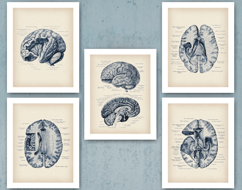 Human Brain Anatomy Poster Set Vintage Neurology Art Medical Etsy