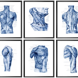6 Watercolor Muscular System Anatomy Posters Muscles Structure Diagram Medical Art Massage Clinic Decor Physiotherapist Gift Surgeon Office