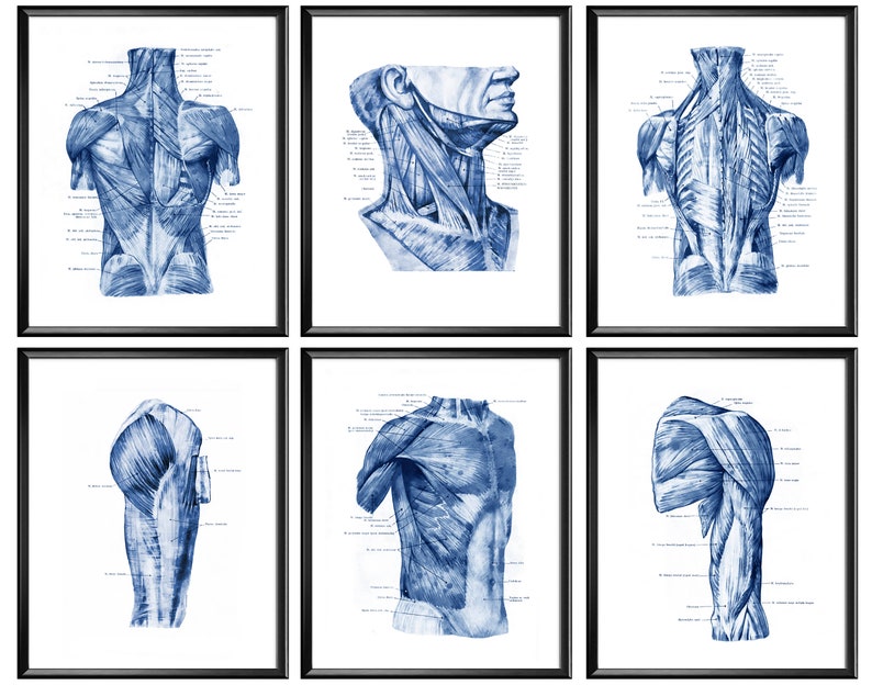 6 Watercolor Muscular System Anatomy Posters Muscles Structure Diagram ...