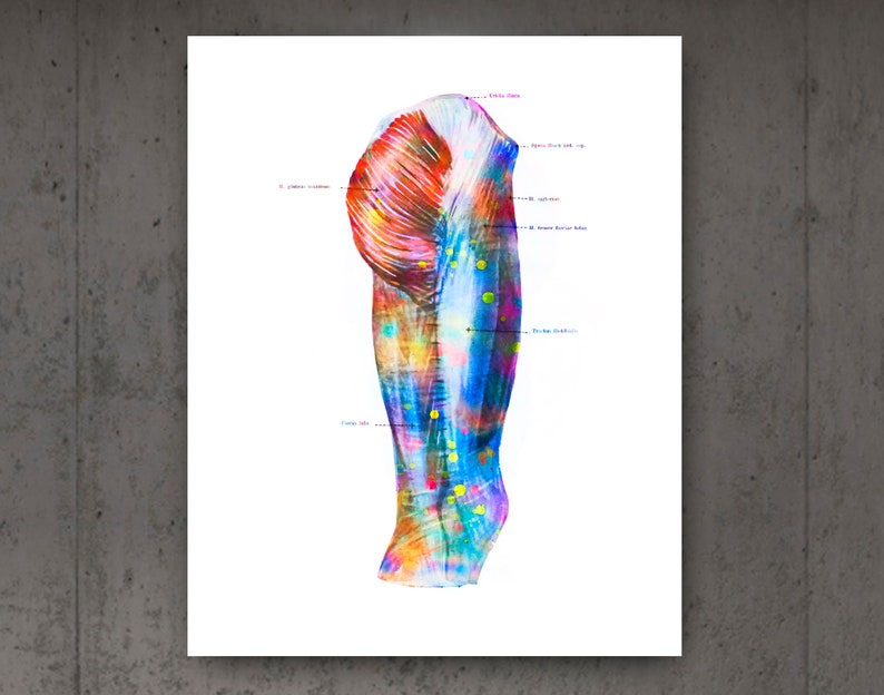 12 Muscular System Anatomy Posters Muscles Structure Print Medical Art ...