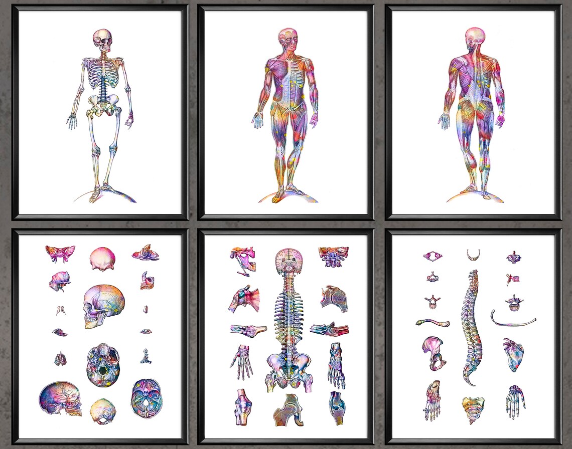 Human Anatomy Watercolor Print Set of 6 Skeletal Bones Structure Poster ...