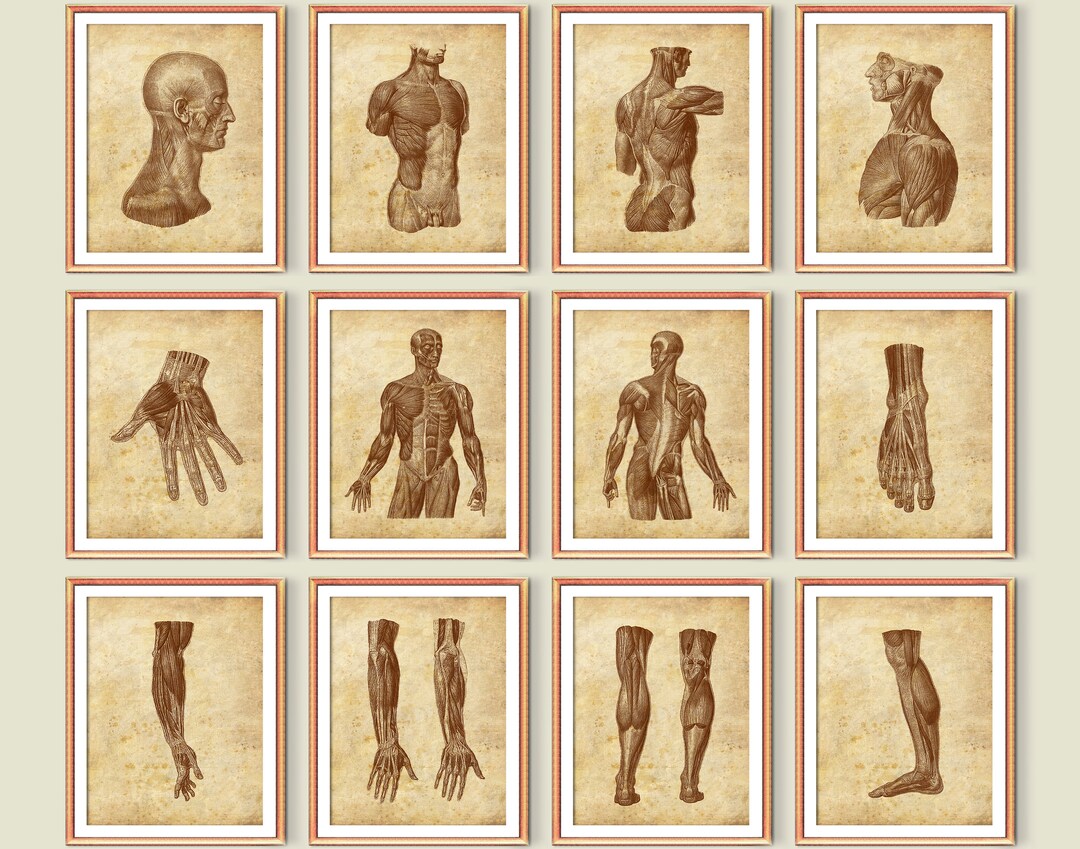 12 Human Muscular System Anatomy Art Body Muscles Structure Poster ...
