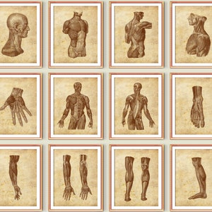 12 Human Muscular System Anatomy Art Body Muscles Structure Poster Medical Art Massage Clinic Wall  Decor Surgical Anatomy Printable