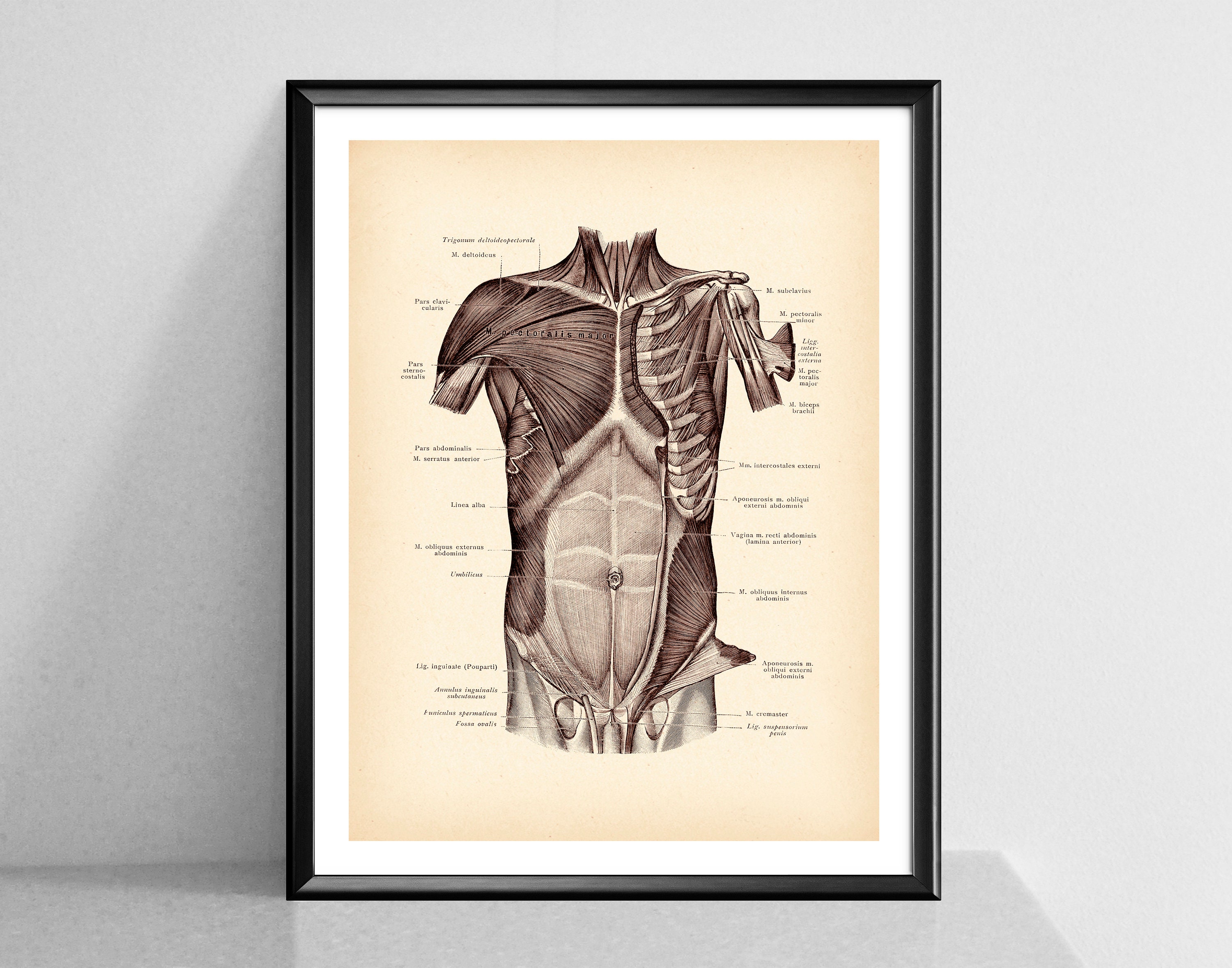 8 Muscular System Anatomy Posters, Human Anatomy Art, Medical Artwork ...