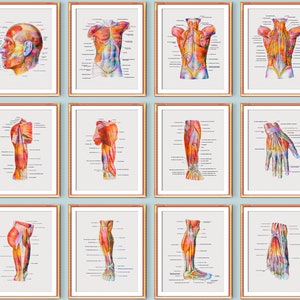 Musculoskeletaal systeem anatomie poster set gelabeld spieren structuur afdrukken medische kunst massagetherapeut cadeau fysiotherapeut cadeau arts kunst