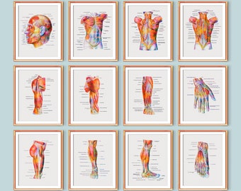 Musculoskeletal System Anatomy Poster Set Labeled Muscles Structure Print Medical Art Massage Therapist Gift Physiotherapist Gift Doctor Art