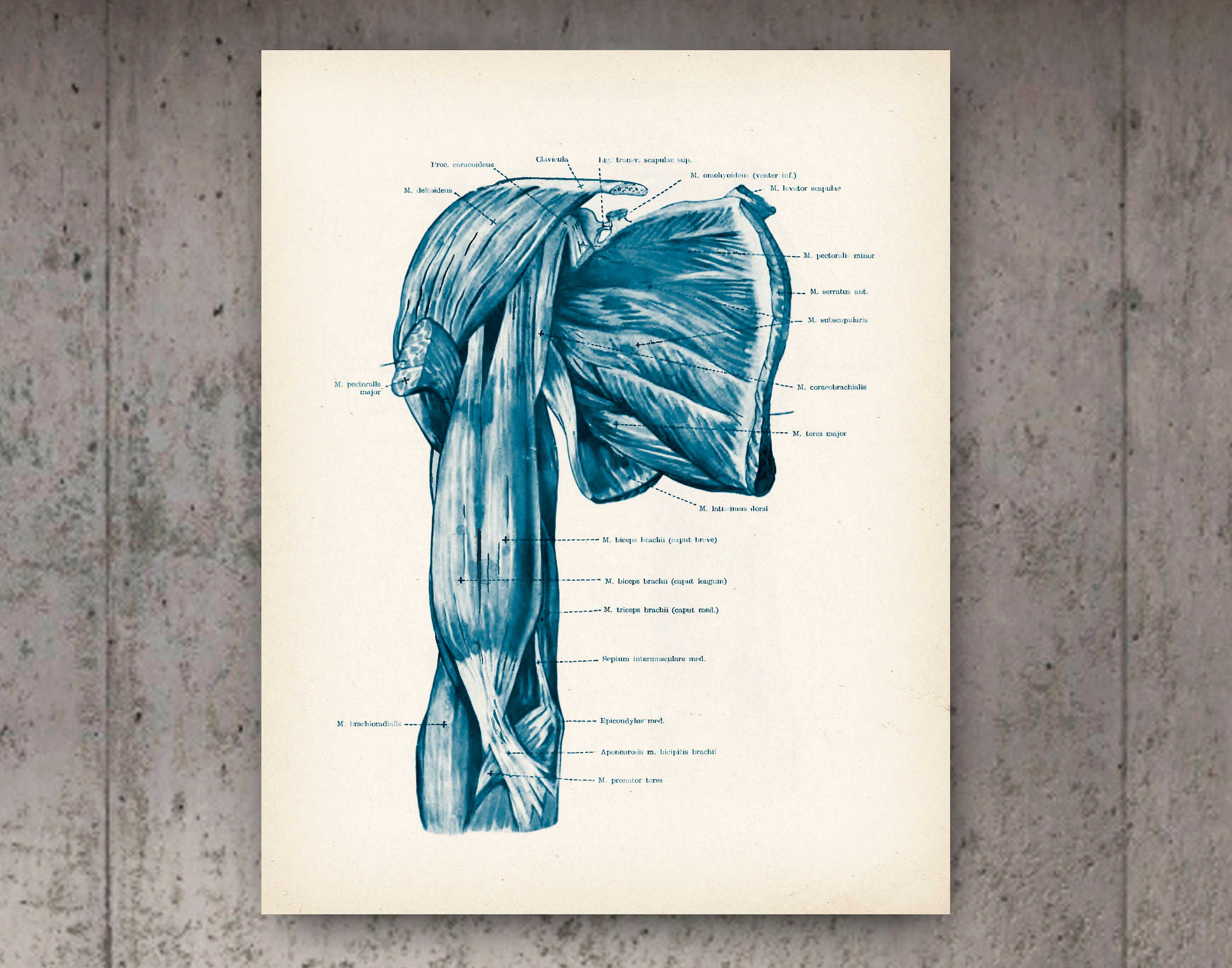 Anatomy of Hand Poster Muscular System Print Arm Muscles Print Medical ...
