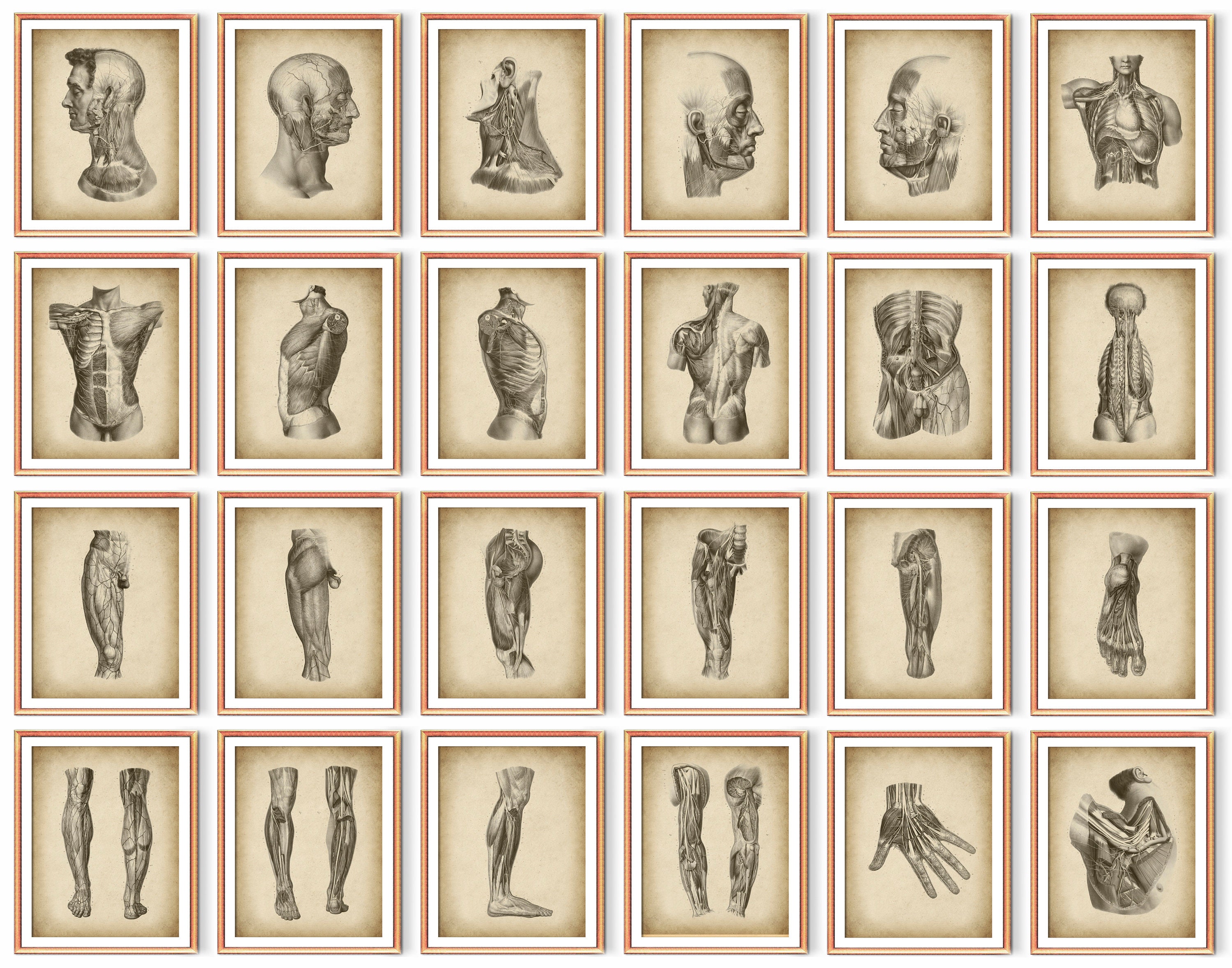 24 Vintage Anatomy and Physiology Art Medical Artwork Muscular System ...