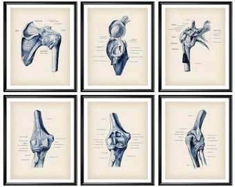 Human Anatomy Art Shoulder Joint Poster Elbow Joint Skeletal System Structure Chiropractic Art Medical Art Chiropractor Gift Surgeon Gift