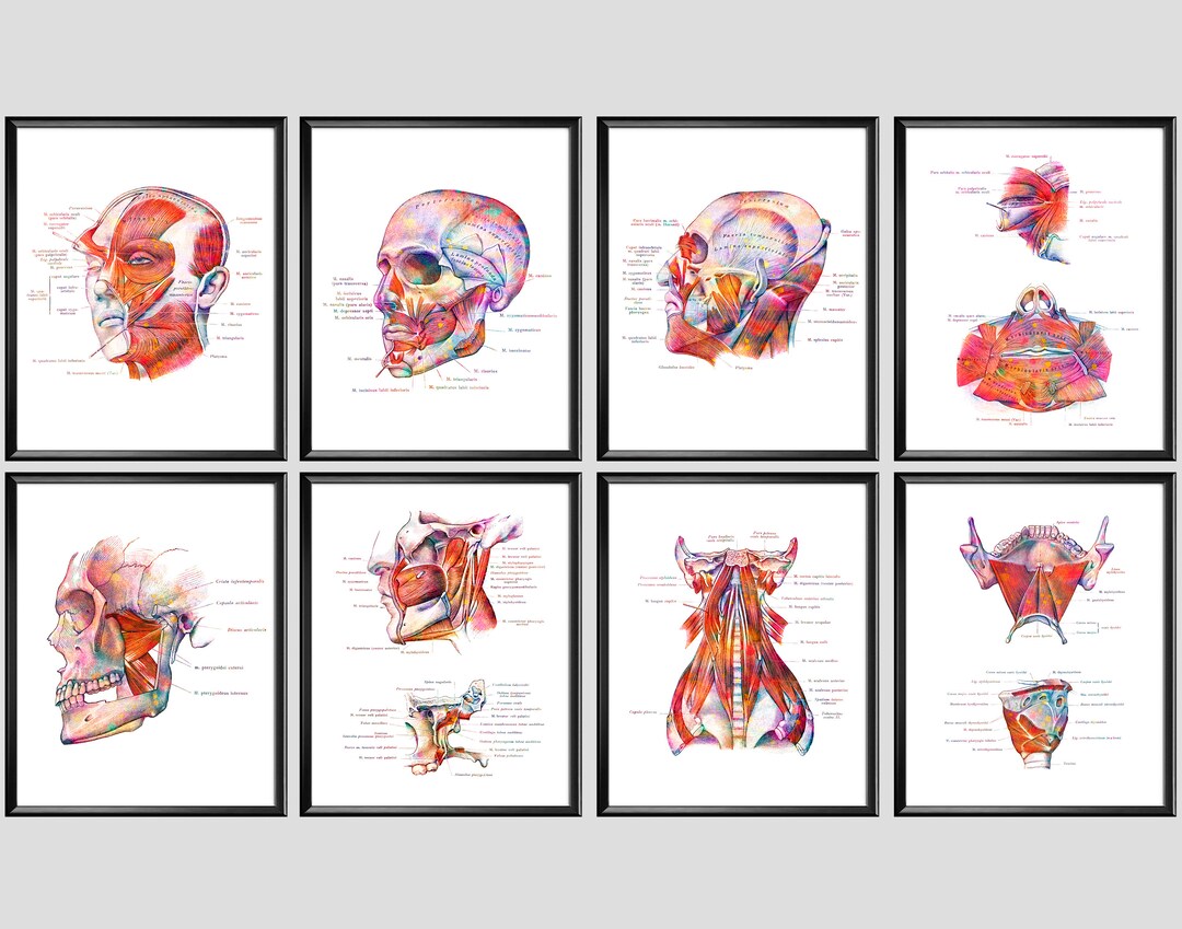8 Facial Muscles Anatomy Art Muscles of Face and Neck Medical Art