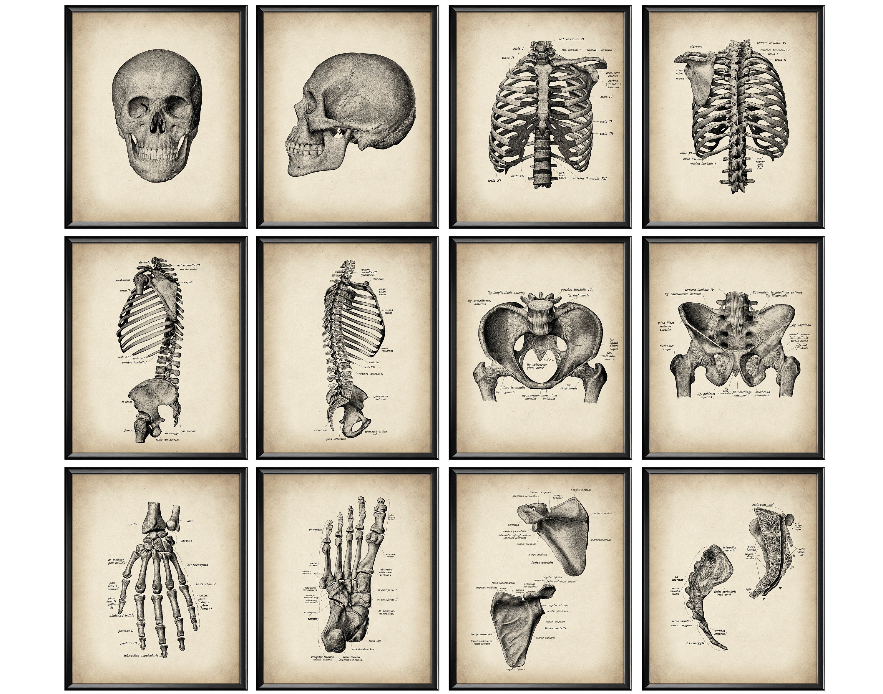 12 Vintage Human Skeleton Anatomy Posters Osteology Art Medical Art ...