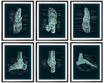 Può includere: Set di sei illustrazioni anatomiche vintage del piede e della caviglia umani. Le illustrazioni sono in bianco e nero e hanno uno sfondo blu-verde. Le illustrazioni sono etichettate con i nomi delle ossa.