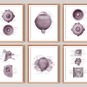 6 Oogheelkundige Kunst Oog Anatomie Posters Menselijk Oog Structuur Oog Oog Oogologie Decor Medische Kunst Opticien Gift Clinic Wall Art Optometrist Gift