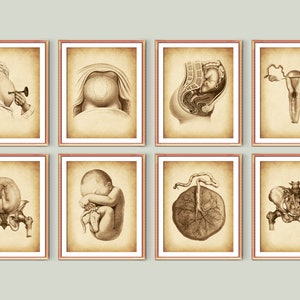 8 Antique Pregnancy Art, Childbirth Poster, Midwifery Care, Obstetrics Illustration, Fetal Development, Baby in Womb, Anatomical Uterus Art