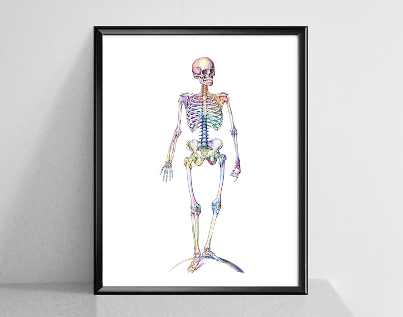 Body Anatomy Poster Watercolor Anatomy Print Set Skeleton - Etsy