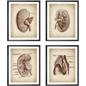 4 Vintage Rene Umano Diagramma Anatomia Arte Nefrologia Arte Fisiologia Arte Arte Medica Opera d&#39;Arte Nefrologo Ufficio Decor Urologia Arte