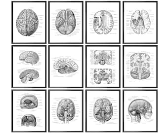 12 Human Brain Medical Posters Neurology Art Doctor Office Gift Neuroscientist Gift Medical School Decor Physiology Art Science Wall Decor